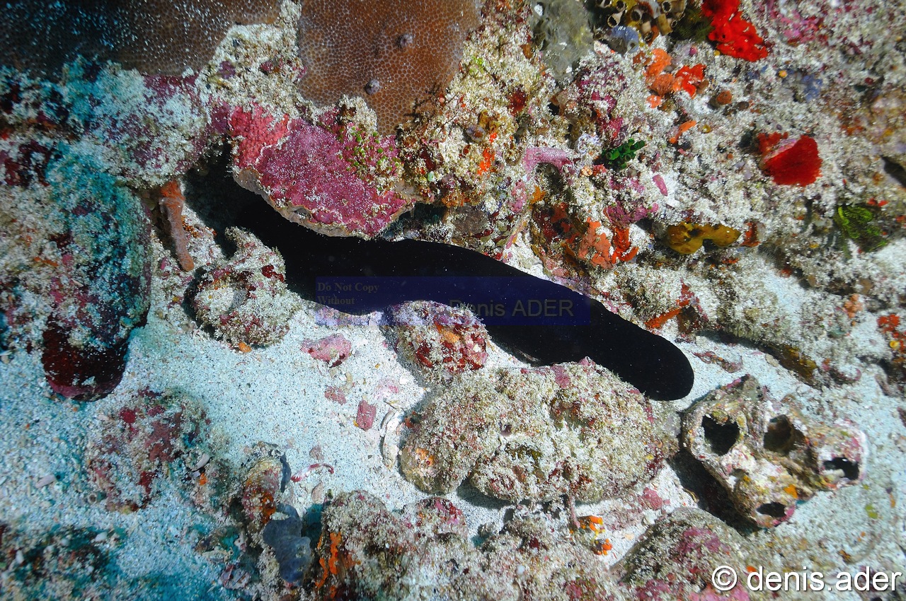 Actinopyga palauensis-Komodo Manta Allay-32m-20160807-Denis-ADER-DSC_0541_tn.jpg